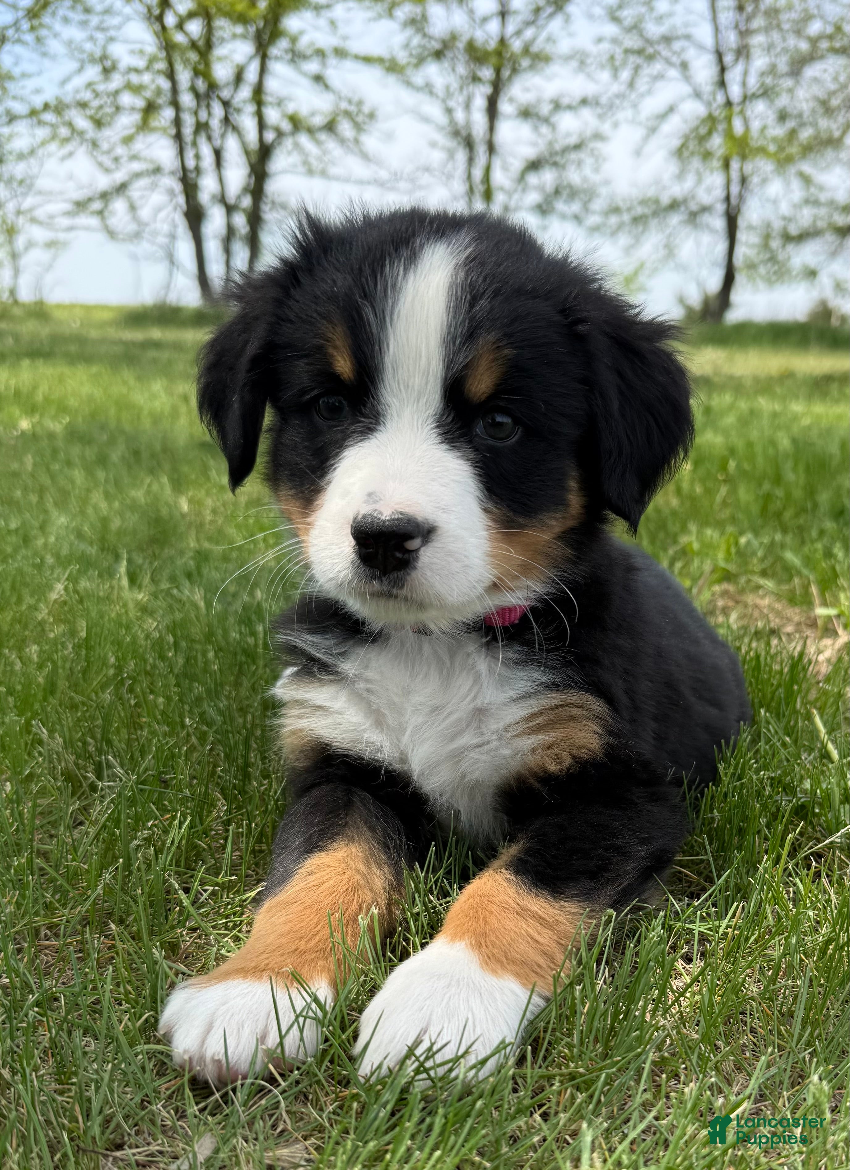 Bernese Mountain Dog dogs Pink - Ad 2