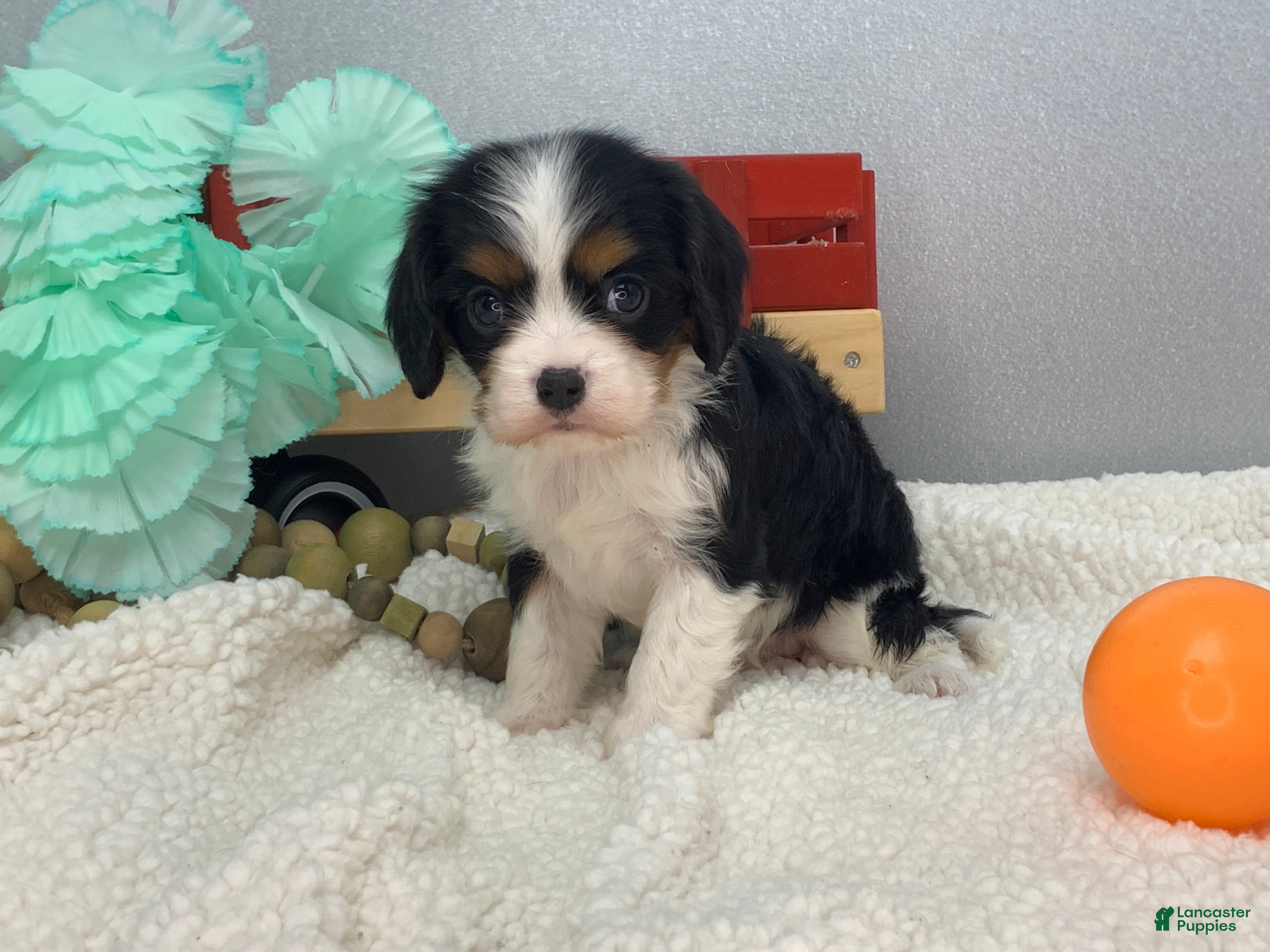 Cavalier King Charles Spaniel dogs Kenny  - Ad 1