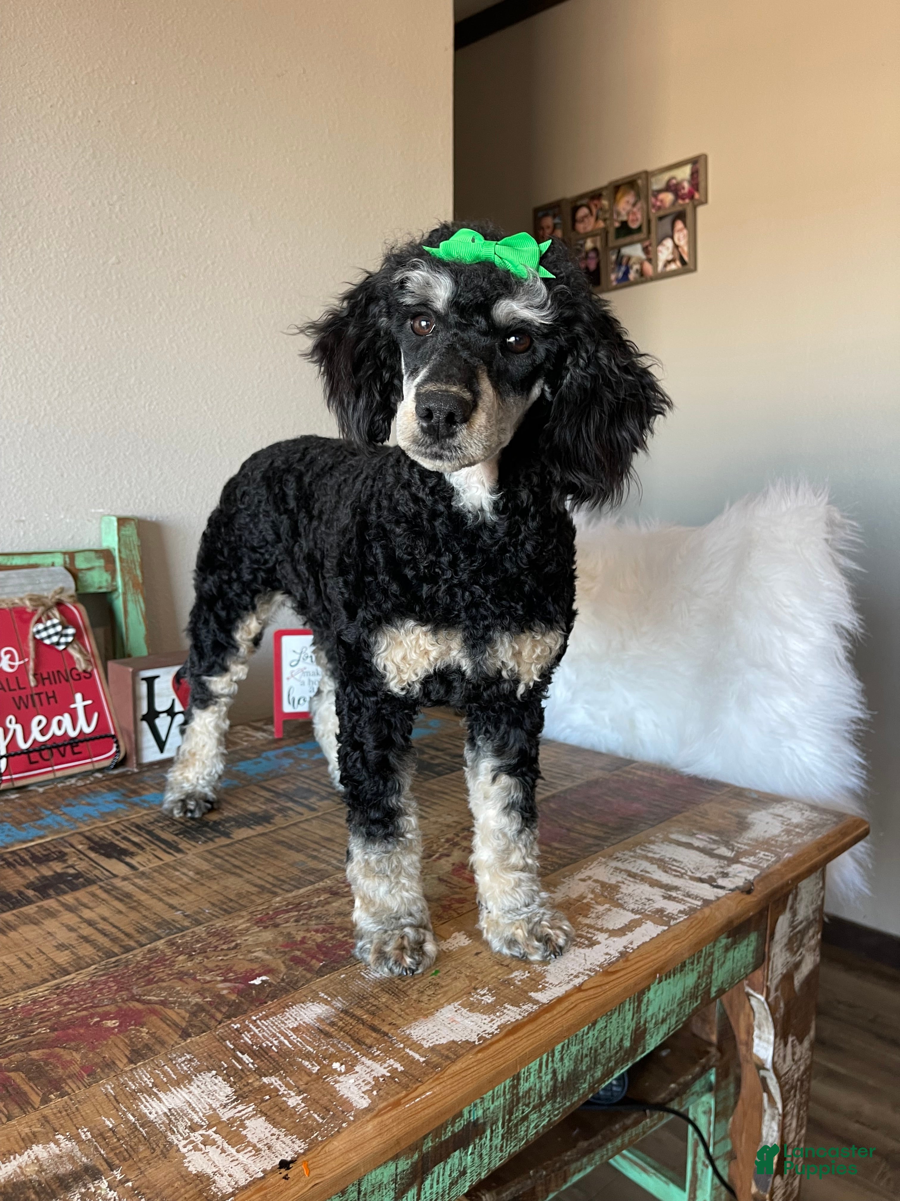 Miniature Poodle dogs Akc Clear Black Phantom Piper - Ad 2