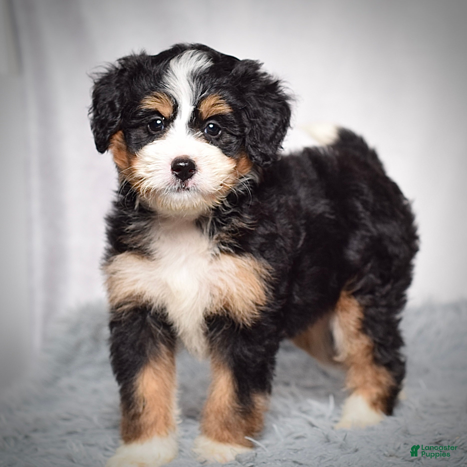 Mini Bernedoodle dogs Beatrice - Ad 2