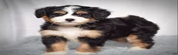 Mini Bernedoodle dogs for sale: Beatrice - Ad 2