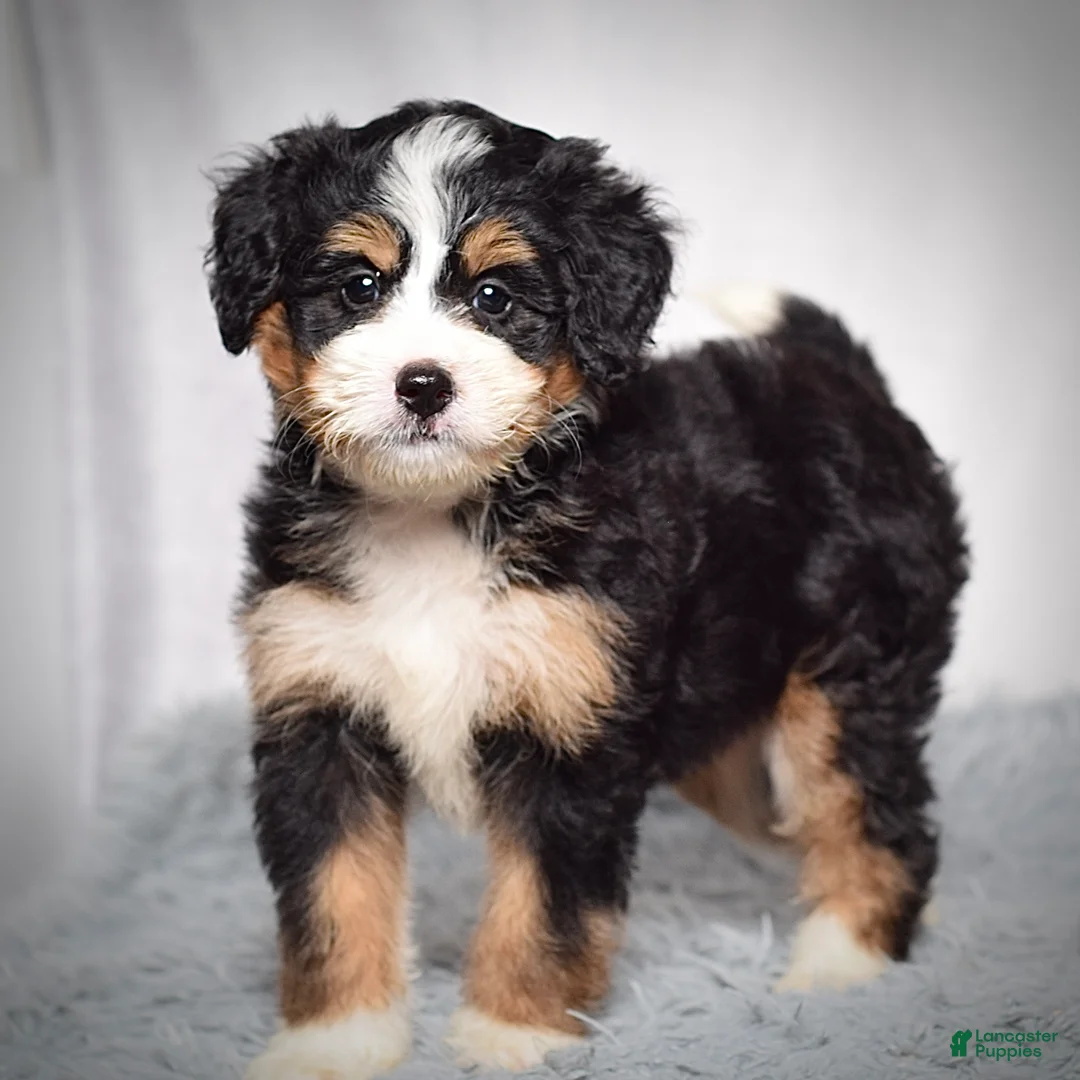Mini Bernedoodle dogs for sale: Beatrice - Ad 2