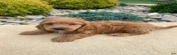Cockapoo dogs for sale: Ranger - Ad 8