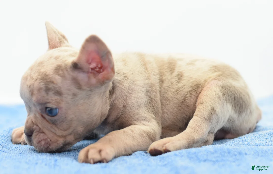 Mixed Breed dogs for sale: Milo merle  - Ad 14