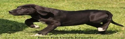 Great Dane dogs for sale: Max - Ad 4