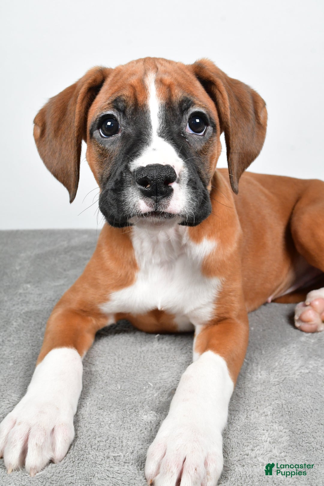 Boxer dogs for sale: Annie - Ad 6