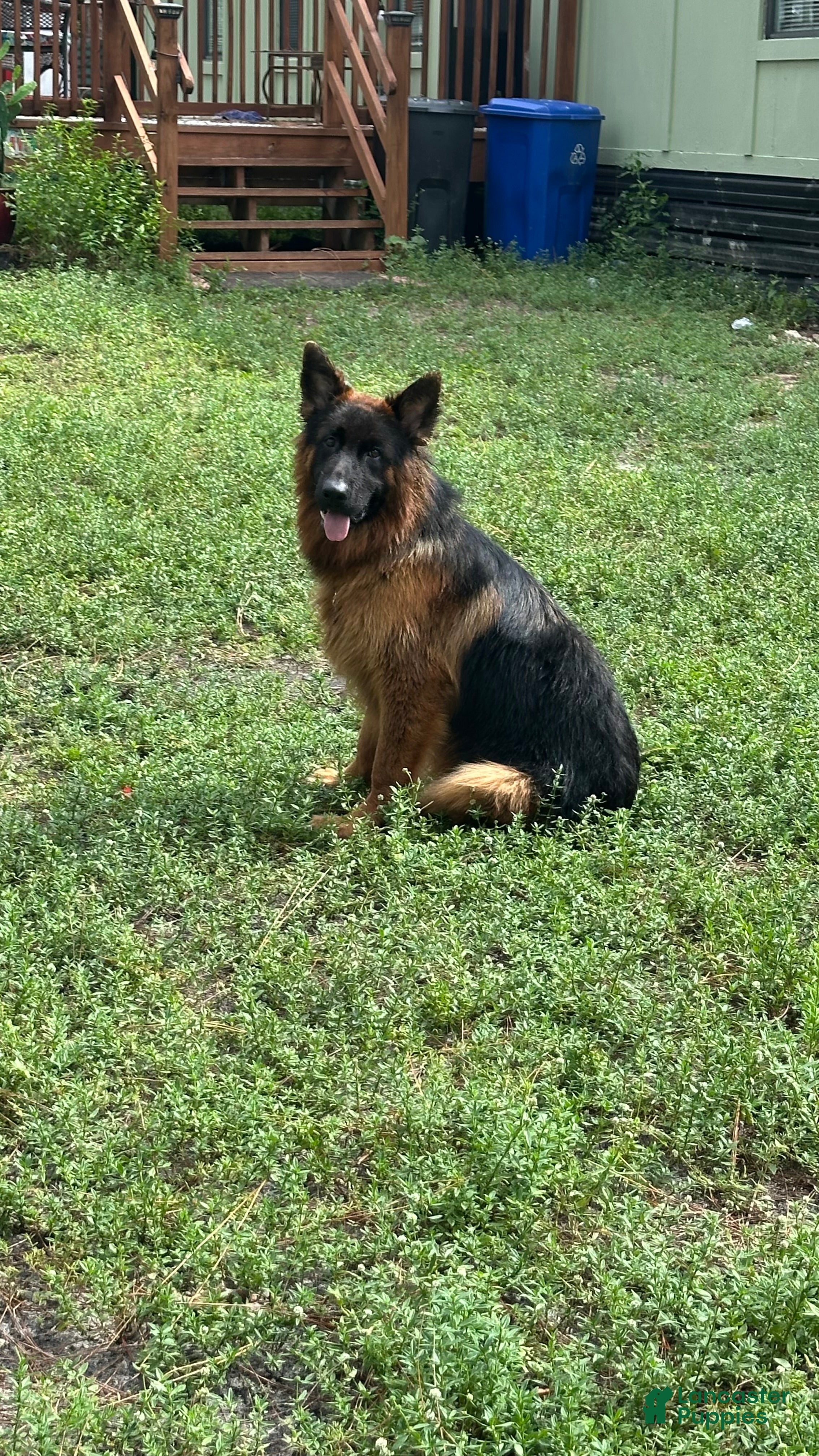 German Shepherd dogs for sale: German Shepherd 1 - Ad 4