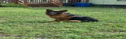 German Shepherd dogs for sale: German Shepherd 1 - Ad 1