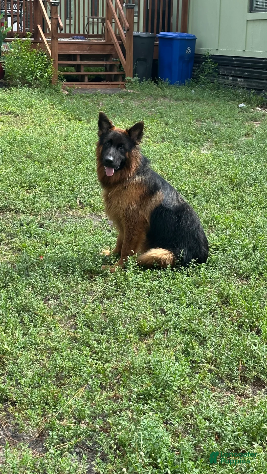 German Shepherd dogs for sale: German Shepherd 1 - Ad 1