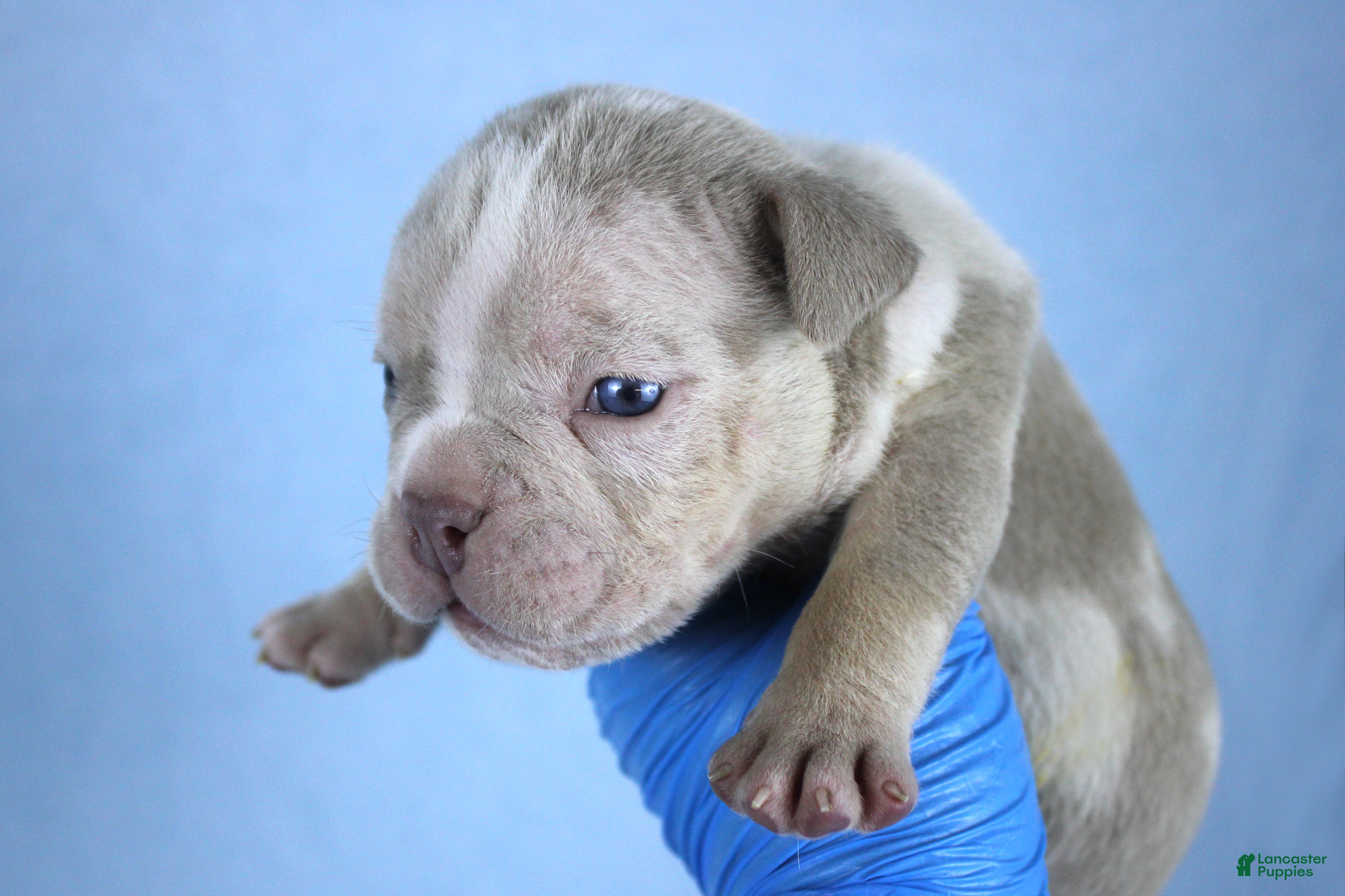 American Bully dogs Lilac Merle Male - Ad 18