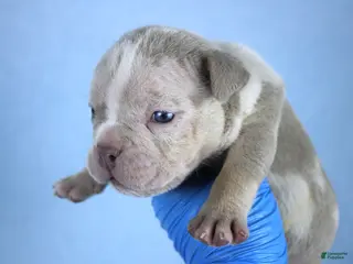 American Bully dogs Lilac Merle Male - Ad 18