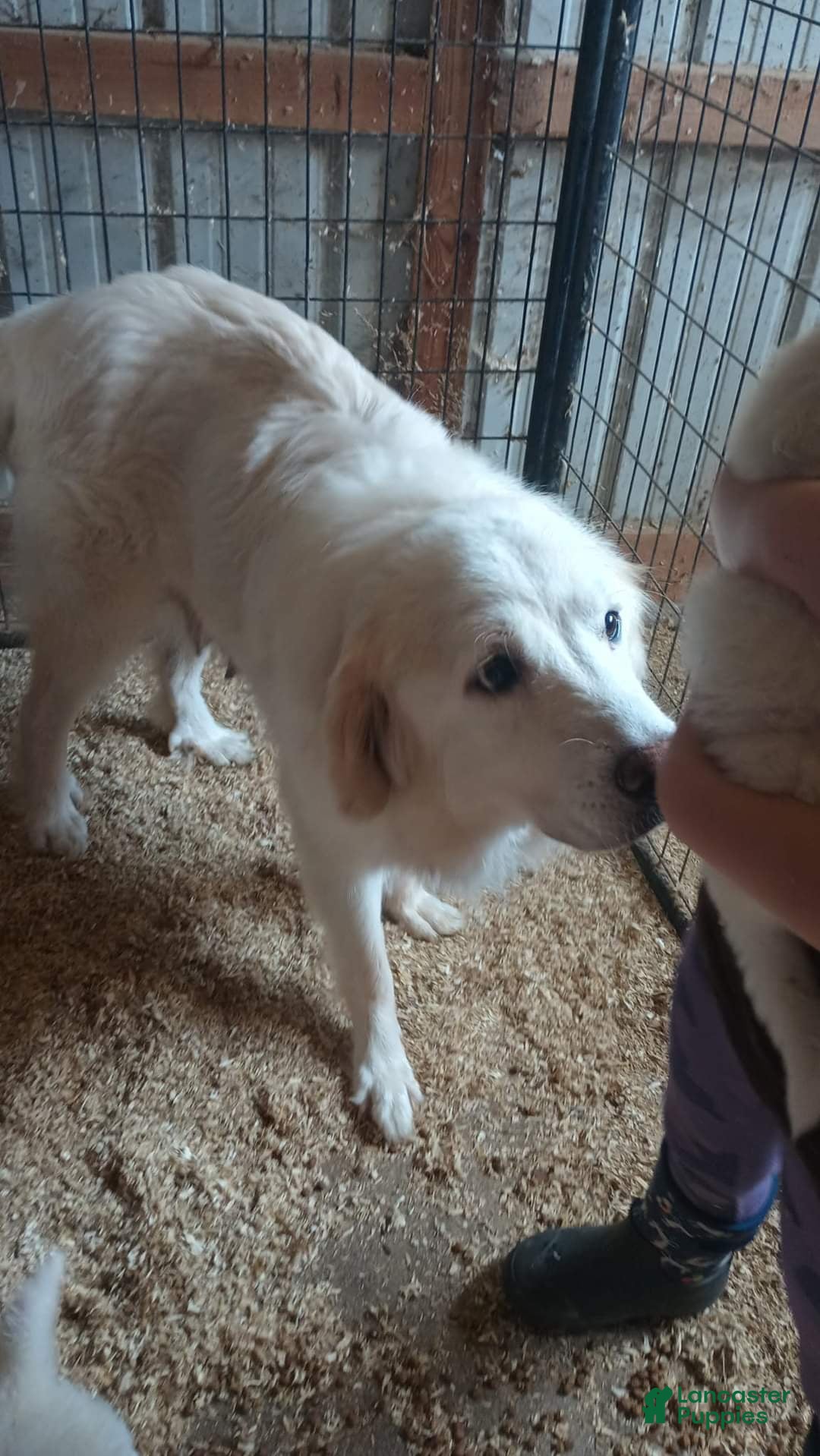 Great Pyrenees dogs for sale: Great Pyrenees Puppy 3 - Ad 2