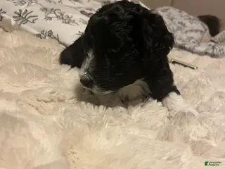 Aussiedoodle dogs Aussiedoodle Puppy 2 - Ad 29