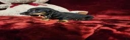 Miniature Dachshund dogs for sale: WALKER - Ad 10