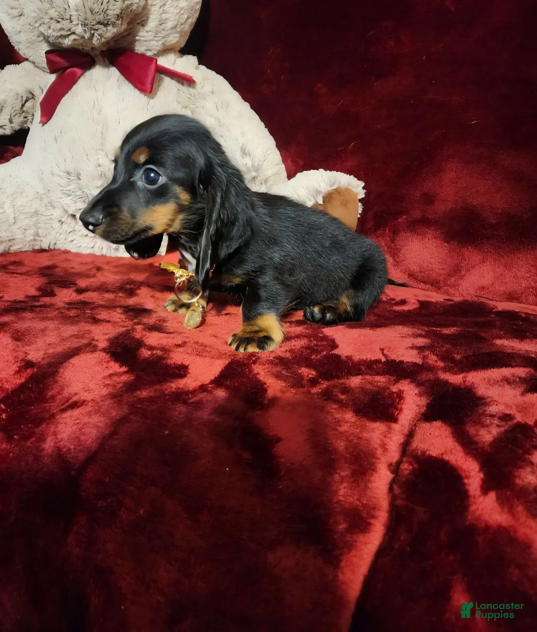Miniature Dachshund dogs for sale: WALKER - Ad 10