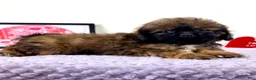 Shihpoo dogs for sale: Gretchen - Ad 9