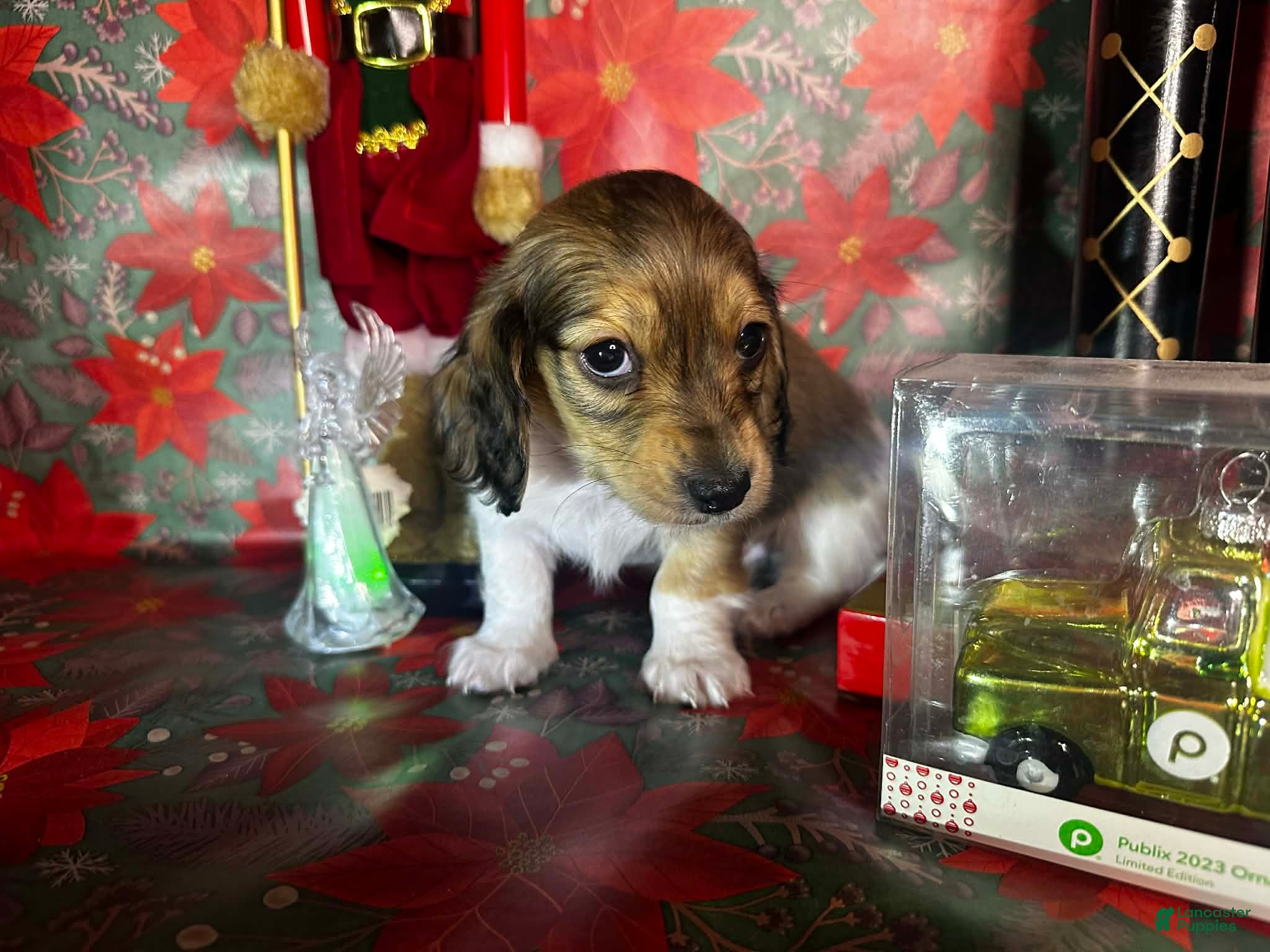 Dachshund dogs Mickey - Ad 22