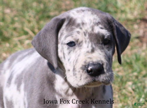 Great Dane dogs Scout - Ad 5