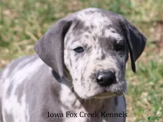 Great Dane dogs Scout - Ad 15