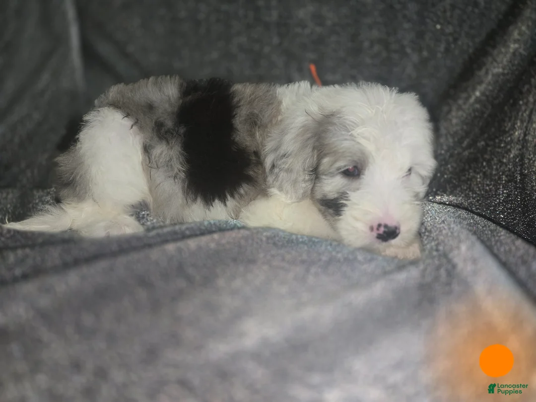 Sheepadoodle dogs for sale: Orchid - orange collar - Ad 1