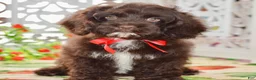 Cockapoo dogs for sale: Claudia - Ad 3