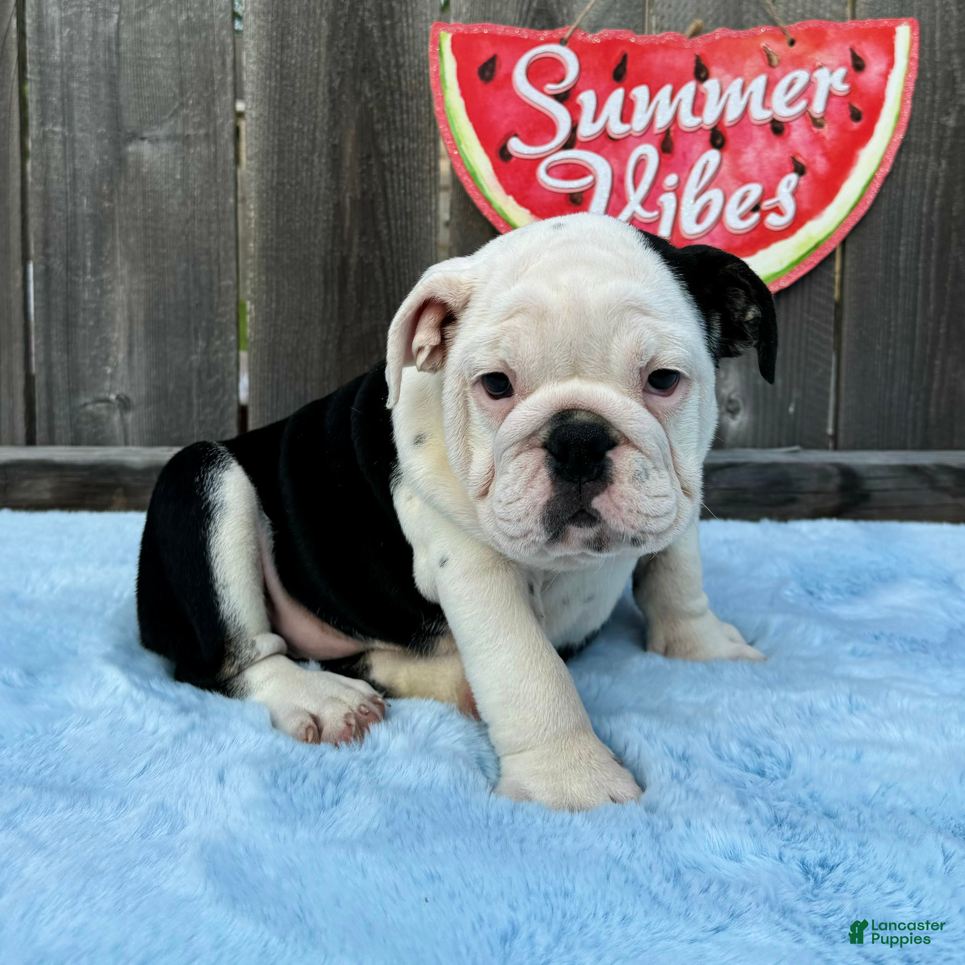 English Bulldog dogs Danna - Ad 1