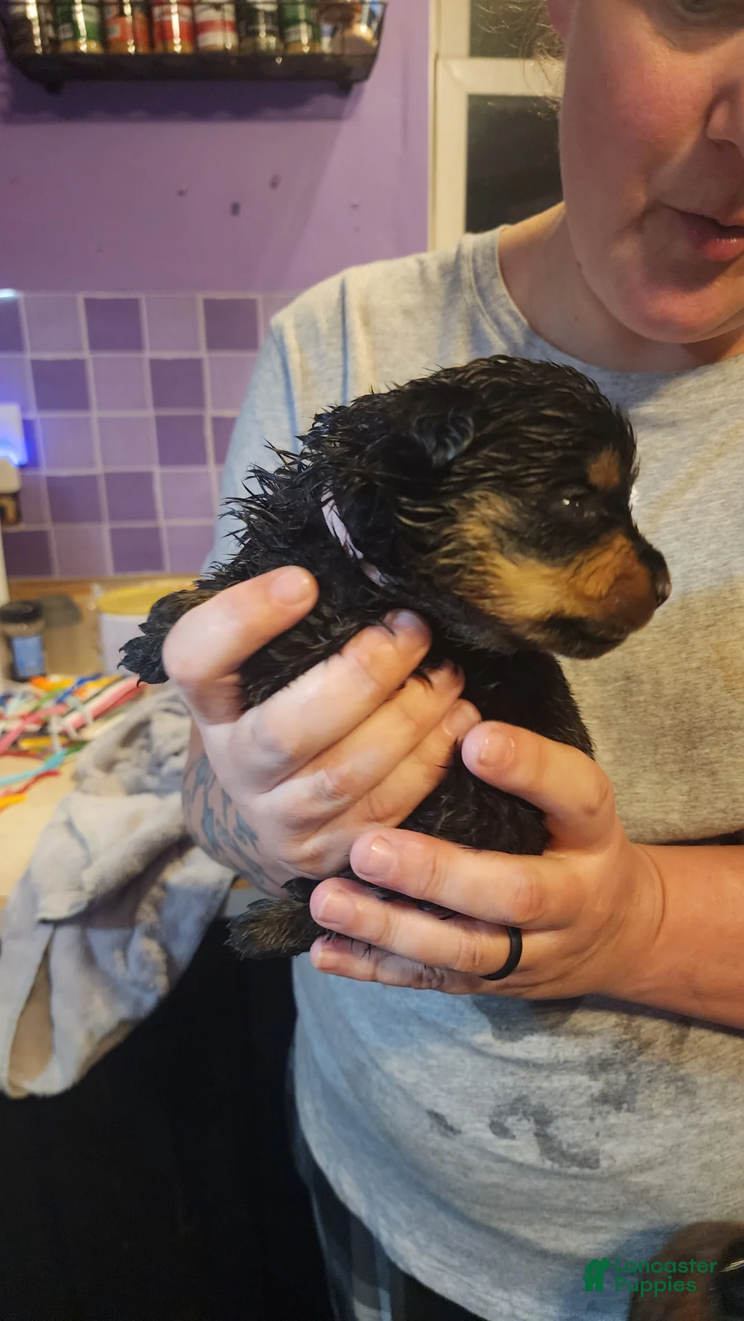 Rottweiler dogs for sale: Rottweiler Puppy 2 - Ad 1