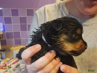 Rottweiler dogs Rottweiler Puppy 2 - Ad 27