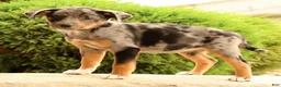 Miniature Australian Shepherd dogs for sale: Bea - Ad 5