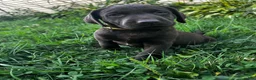 Labrador Retriever dogs for sale: Summer - Ad 8