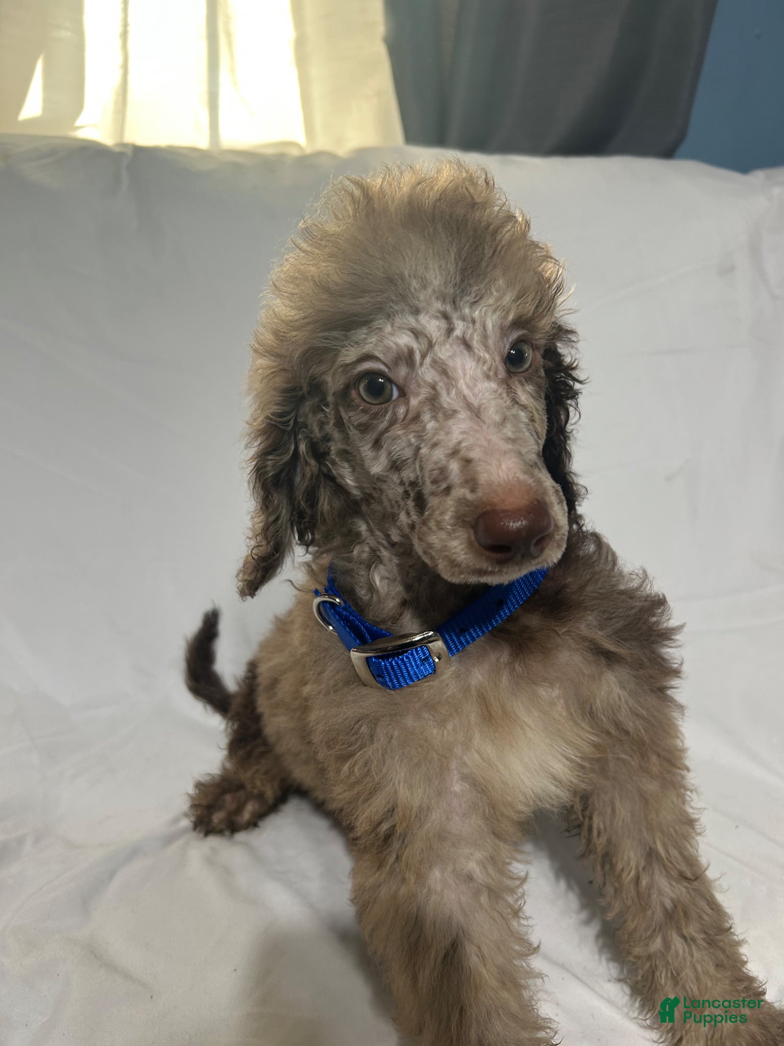 Standard Poodle dogs for sale: Standard Poodle Puppy 6 - Ad 2