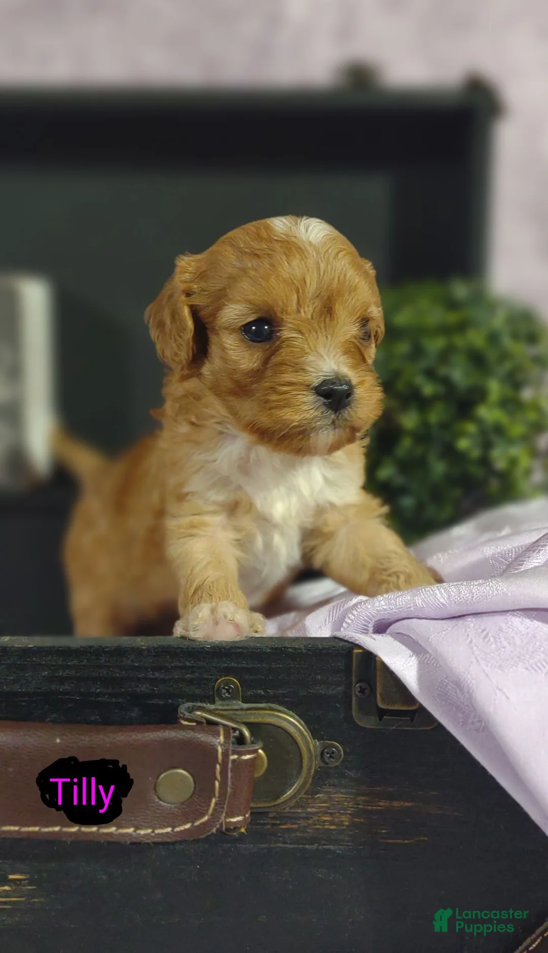 Cavapoo dogs for sale: Cavapoo 3 Taryn  - Ad 8