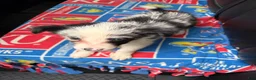 Border Collie dogs for sale: Border Collie Puppy 4 - Ad 3