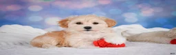 Maltipoo dogs for sale: Maggie - Ad 8