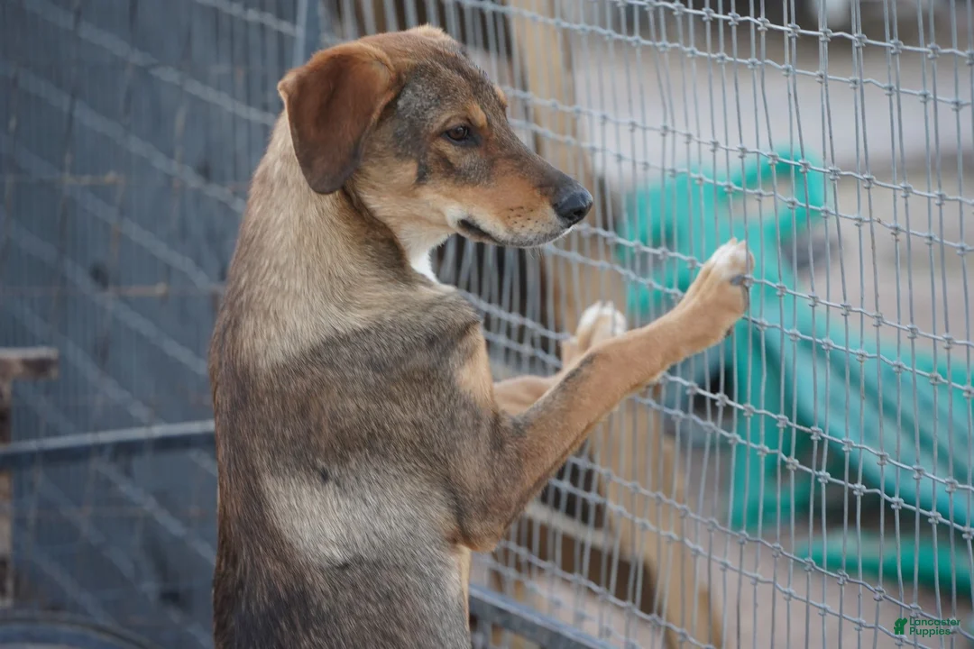 Mixed Breed dogs for sale: Dragon Tiscar Farm Dog - Ad 27