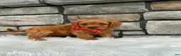 Cavapoo dogs for sale: Marley - Ad 4