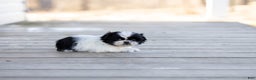 Shih Tzu dogs for sale: Tanisha - Ad 4
