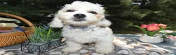 Teddy Bear dogs for sale: Teddy Bear 1 Teddy - Ad 1