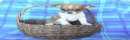 Chihuahua dogs for sale: Pepsi - Ad 2