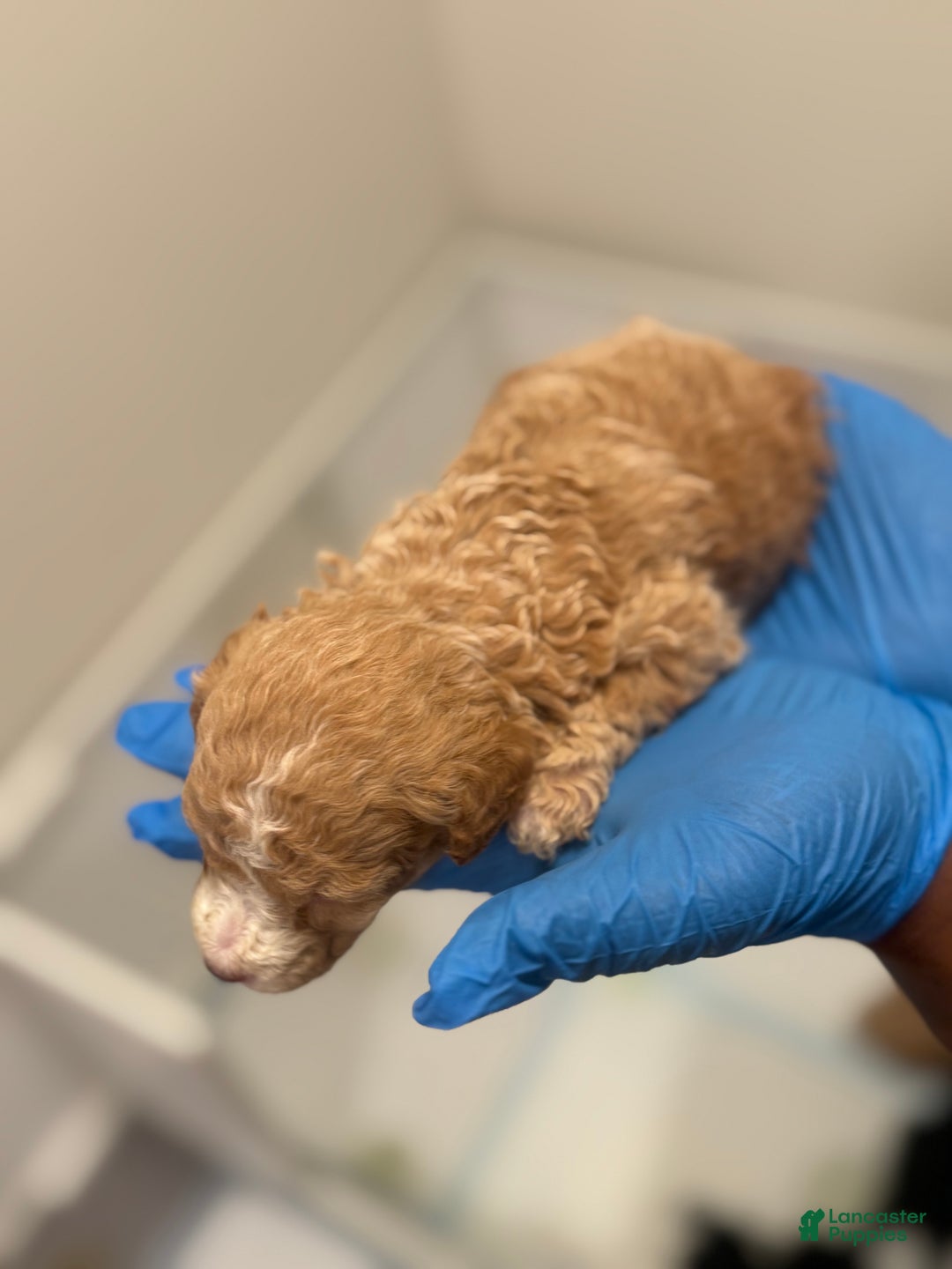 Mini Goldendoodle dogs for sale: Mini Goldendoodle ‘Caramel’  - Ad 2