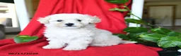 Bichpoo dogs for sale: Shiloh - Ad 1