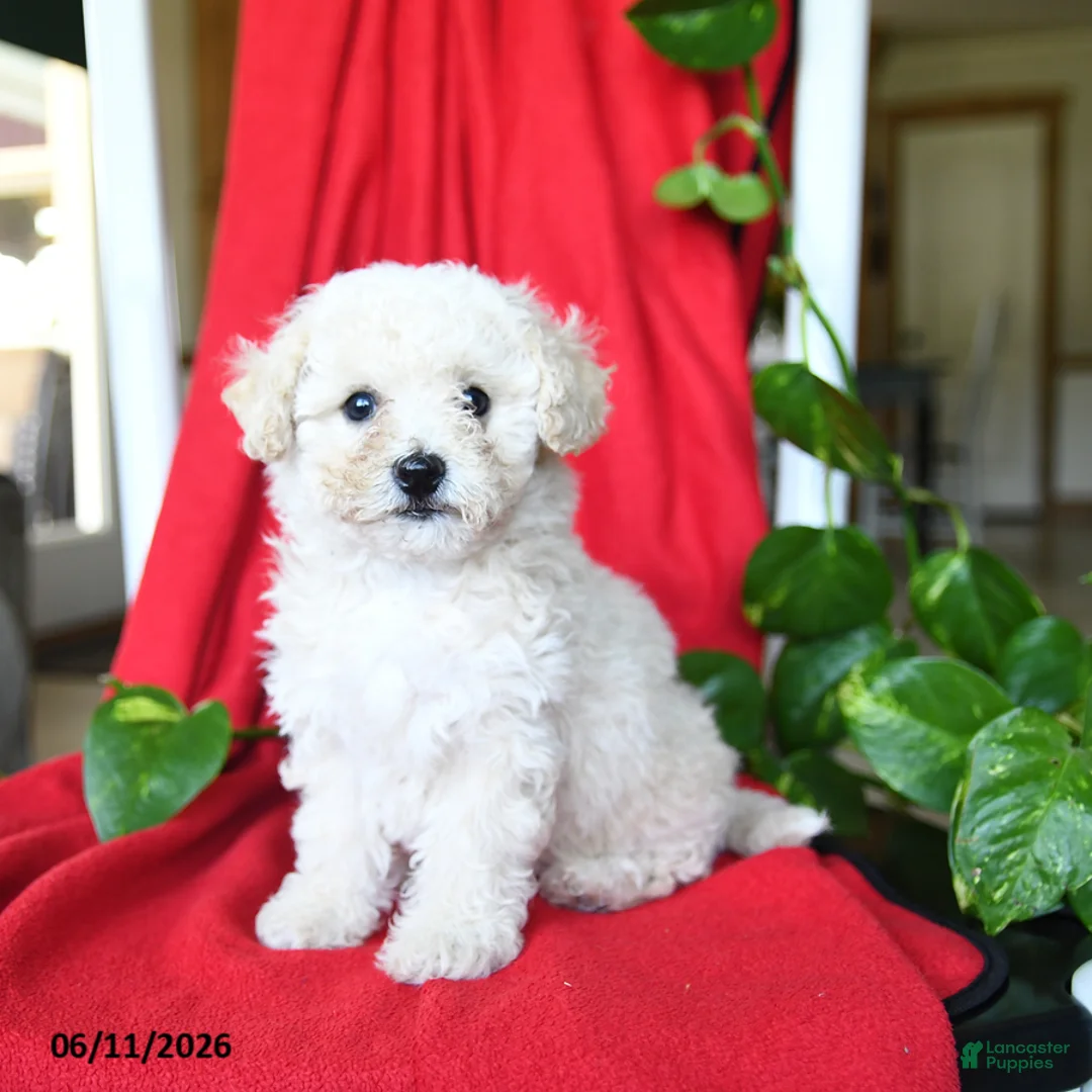 Bichpoo dogs for sale: Shiloh - Ad 1