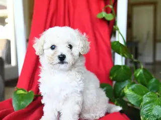 Bichpoo dogs for sale: Shiloh - Ad 1
