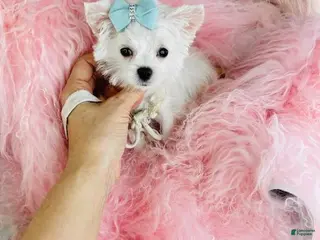 Maltese dogs Maltese Puppy 1 - Ad 13