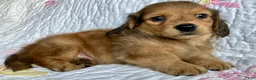 Miniature Dachshund dogs for sale: Coco Bean of St. Wiggles - Ad 20