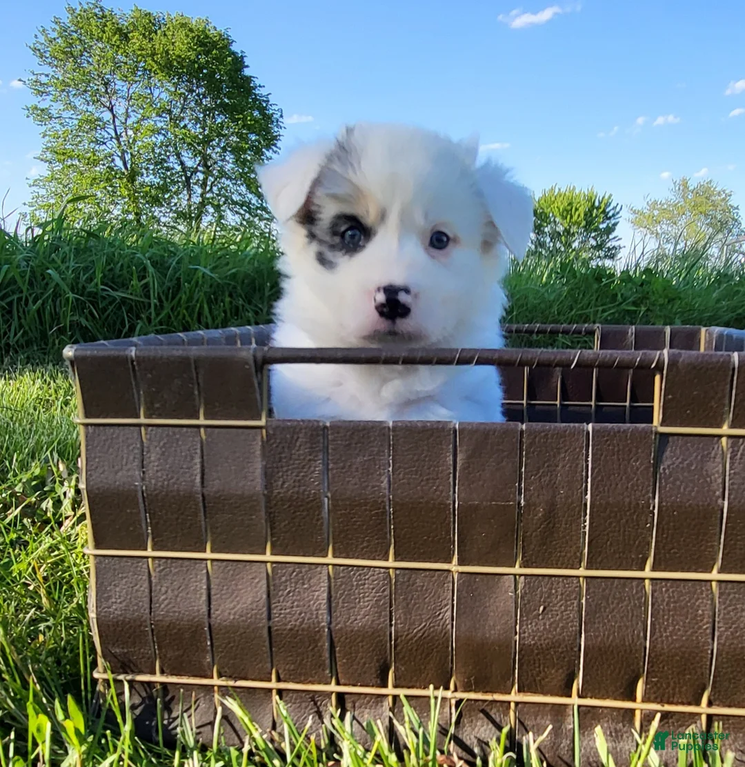 Border Collie dogs for sale: Border Collie Puppy 3 - BELLE - Ad 1