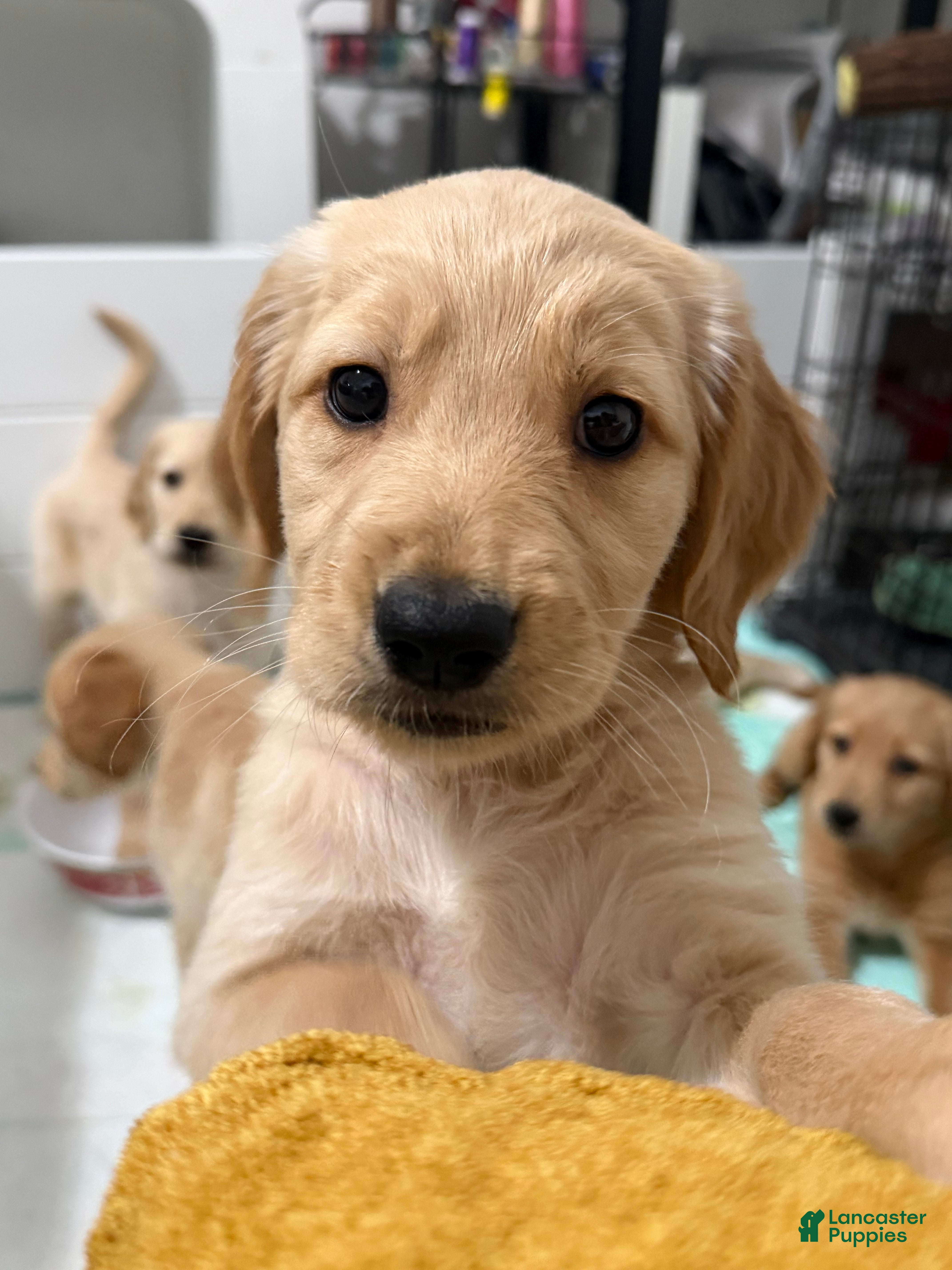 Golden Retriever dogs Capri - Ad 1
