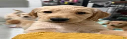 Golden Retriever dogs for sale: Capri - Ad 1