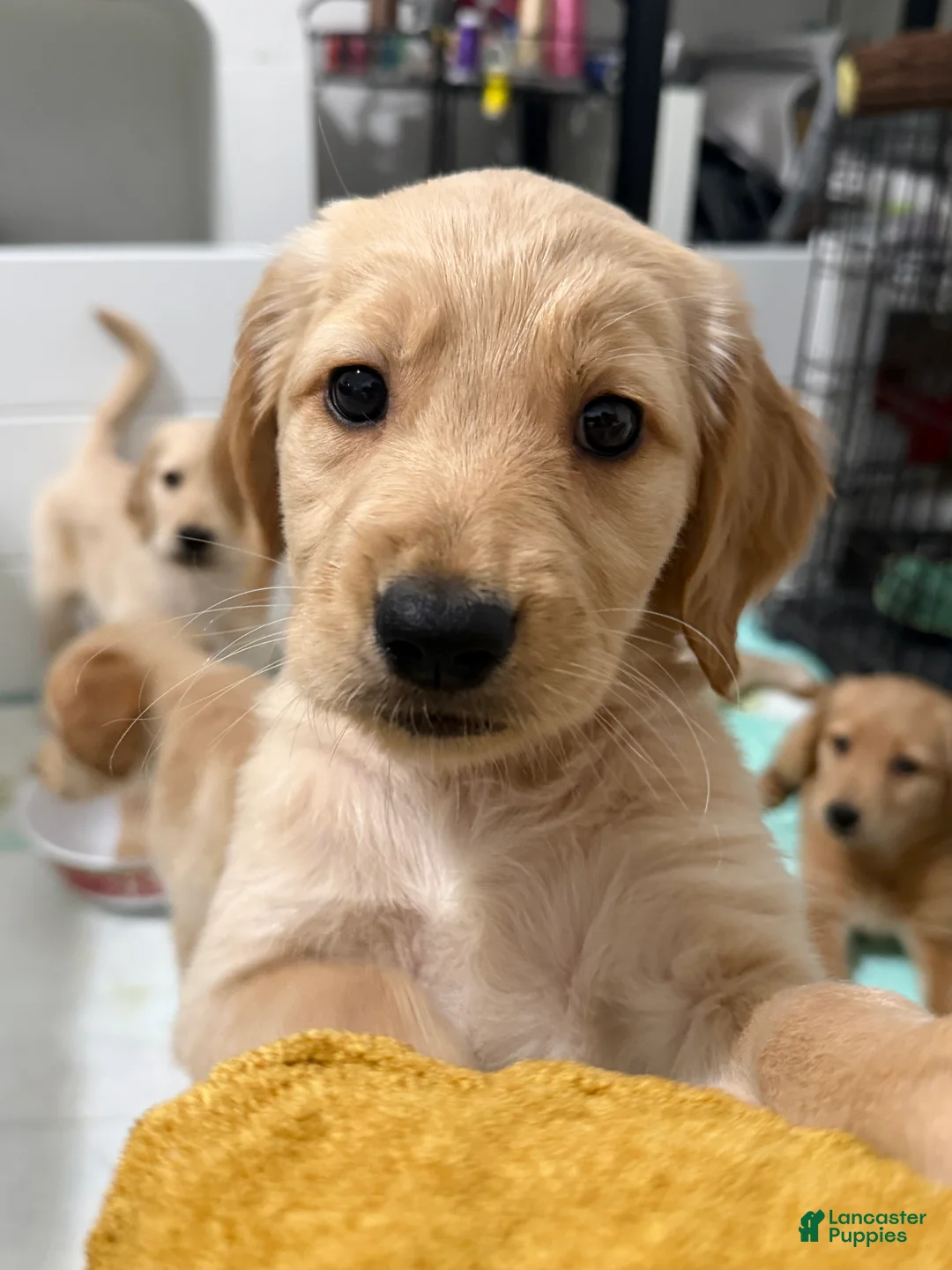 Golden Retriever dogs for sale: Capri - Ad 1