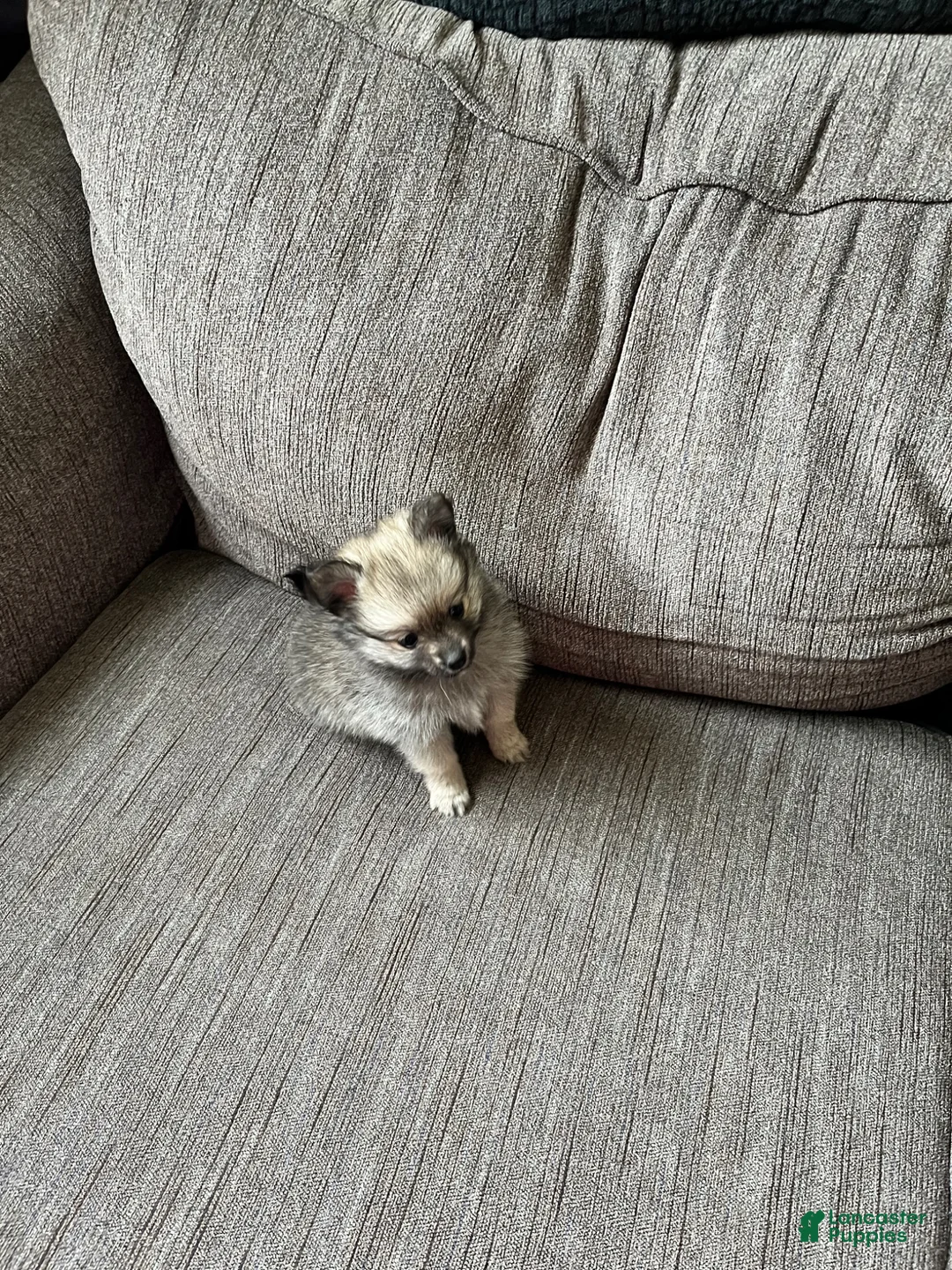 Pomeranian dogs for sale: Pomeranian Puppy 3 - Ad 1